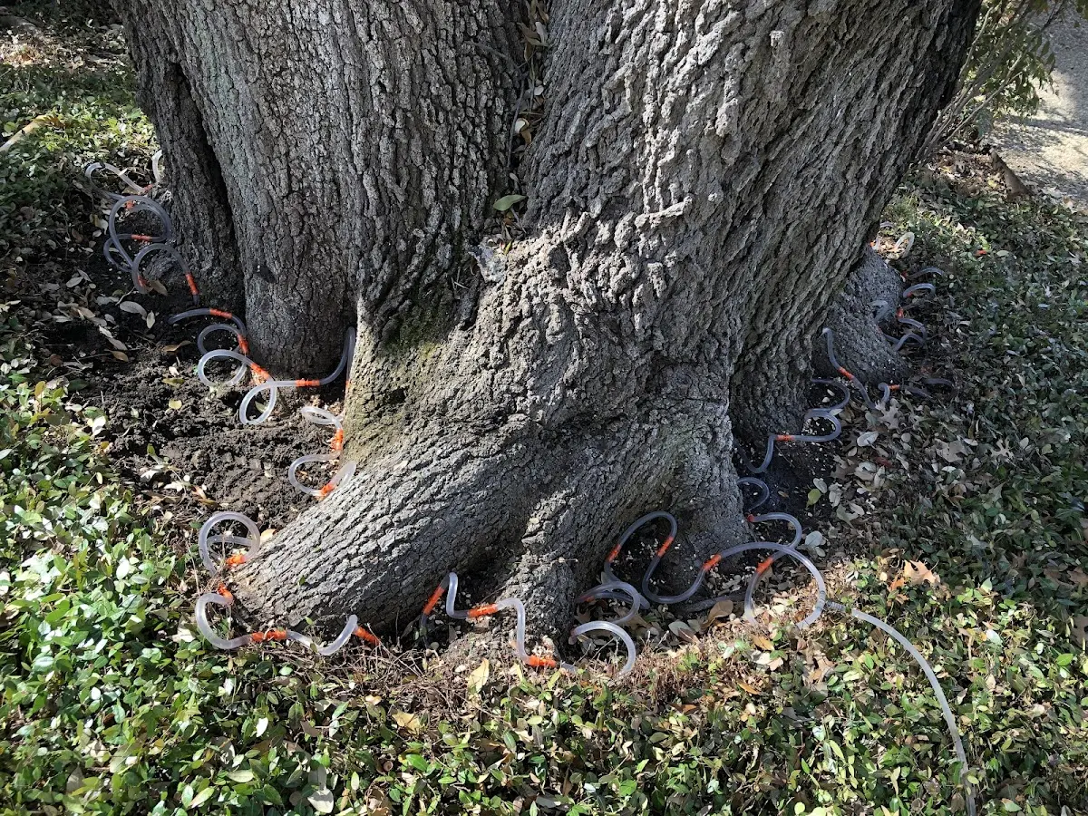 Detailed Tree Cabling and Bracing job site in Park City